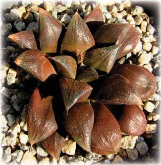 Hybrids are also common in Euphorbia, Pachypodium, Hoya, and many other genera. Most of the common houseplants sold at big box nurseries are hybrids.