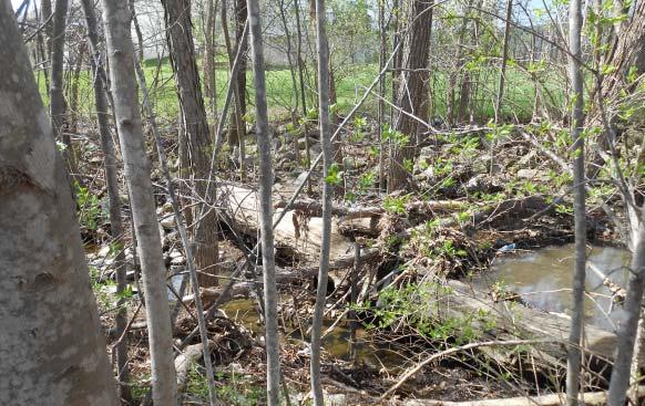 In times of flooding, vegetated creek banks may help protect your property from eroding and flooding by slowing the flow of runoff into the creek, decreasing the abrasiveness of the quickly flowing