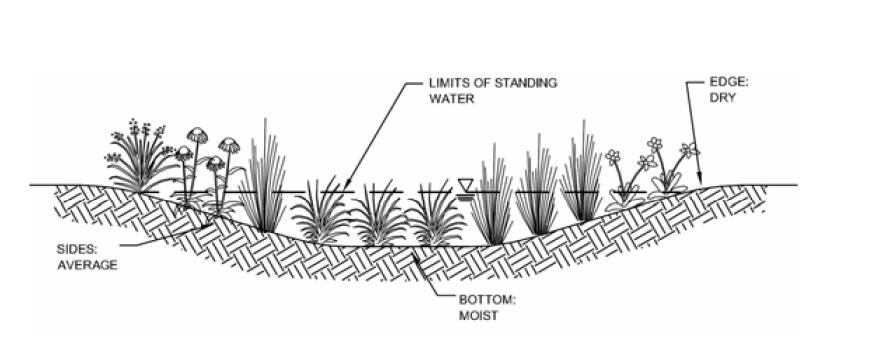 Rain Gardens Rain gardens are depressed planting areas designed with shallow, level bottoms to help capture runoff before it reaches the drainage system (LJCMSD, 2009; LJCMSD, 2008).