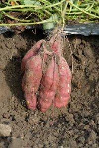 estimation. Fertilizer application for sweet potato was 80-lbs./A nitrogen; 440 lbs./a of phosphorus (P2O5); and 120 lbs./a of potassium (K2O).
