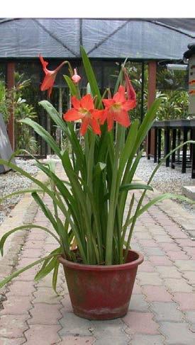 INTRODUCTION Amaryllis or Hippeastrum puniceum (Barbados Lily) is one of the popular plants for landscaping.
