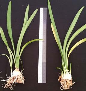 a b c d Figure 4: Types of bulbs growth variations a) Multiple bulblets with normal roots b) Normal