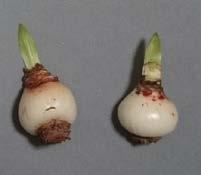 4). Results from this preliminary study are useful for subsequent work especially in bulbous plant.