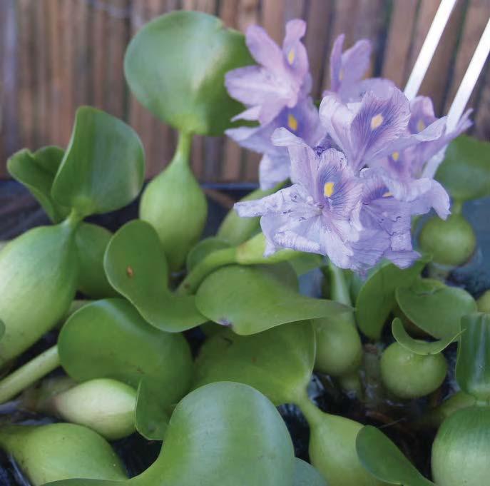 Eichornia crassipes Water Hyacinth A