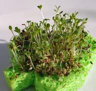 Do it! Sponge Sprouts Supplies: Household Sponge Seeds (lettuce, spinach, or broccoli) Spray Bottle with Water Shallow Plate Scissors Directions: 1. Cut the sponge into the desired shape.