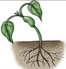 Define seed germination Explain the growth of a seed