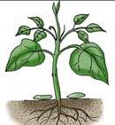 throughout this Skill Builder: Seed, Germination, Root,