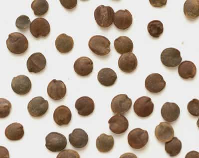 Seed bombs are small balls of soil and seeds.
