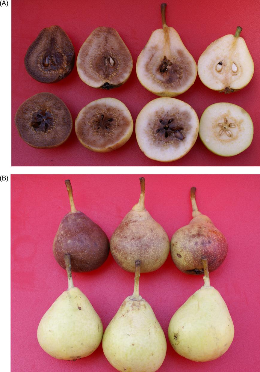 354 S. D Aquino et al. / Scientia Horticulturae 125 (2010) 353 360 Fig. 1. Internal browning (IB) in pears. (A) Fruit showing different intensity of IB.