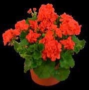 16 Begonia Tub - Mix GH2508 Shade This mix of red,