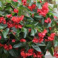 Shade New Guinea Impatiens Produce large (up to