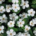 4.75 Potted Annuals Bacopa GP3285 Spreading stems with large pure white