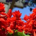 Height 10-12 Salvia Dwarf Red GH1840 Eye-catching flowers on upright plants.