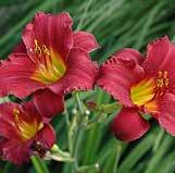 H 18-20 W 15-20 Daylily, Ruby Stella P2769 /Part Zone 4 Features 3 ruby red flowers.
