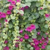 geraniums, blooming annual fillers,