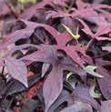 Bright chartreuese leaves w/dark margins are a striking contrast to rose