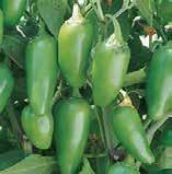 flavor. Green Bell Pepper GP2851 4.75 pot The most popular sweet pepper.