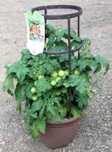 Sweet n Neat tomato is bred to perform well in a container.