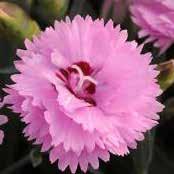 H 12-18 W 16-20 Dianthus, Everlast Lavender Eye P1595 /Part Zone 4 Semi-double lavender pink