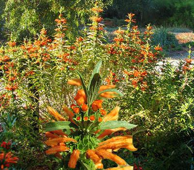4-8 H 24 W Lions Tail Leonotis leonurus Tall erect plant with bright orange flower