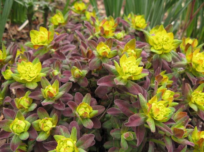 Spurge Bonfire Euphorbia polychorma Bonfire Perennial 1-1 ½ H up to 2 W Well drained soil, but tolerates poor, rocky and sandy soil.