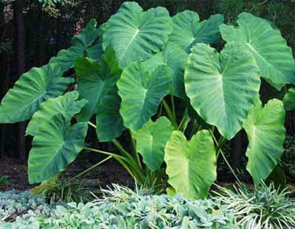 36 H 36 W Perennial Elephant Ear Colocasia Does best in partial shade, but