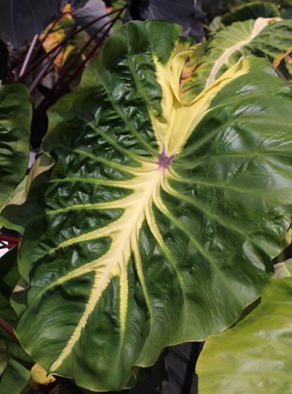 White Lava Elephant Ears Colocasia esculenta 'White Lava' 36 H 2-3 W Clumping elephant ear with large glossy
