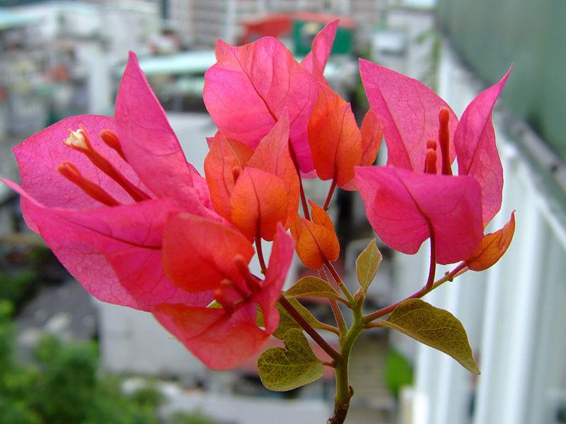 Bougainvillea 8-20 H 5-6 W Thorny ornamental evergreen climber Flower-like bracts near its flowers. Some leaves are variegated.