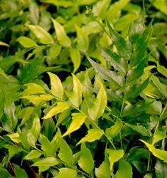 Fern Holly Cyrtomium falcatum Rochfordianum 2-3 H 3 W Hardy spreading perennial evergreen fern w/ holly-like foliage.