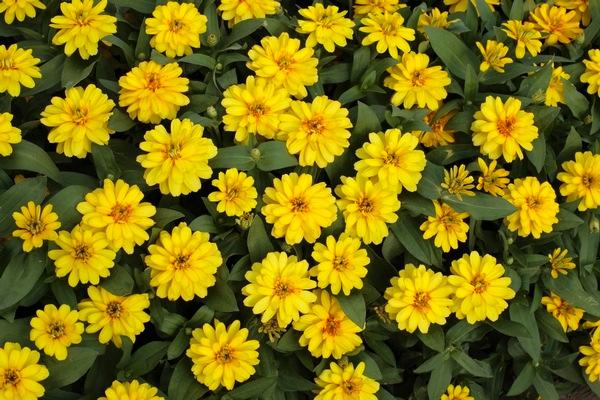 Zinnia Profusion Double Yellow Zinnia elegans Double Yellow 14 H 24 W Bloom size: 2.5 3 Green foliage, compacted, mounded Plant in well-drained soil.