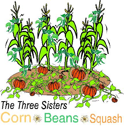Plant corn near the top, then beans midslope, and squash around the outside. Water the seedlings. Be vigilant against squash bugs. They have taken out our squash 2010 and 2011.