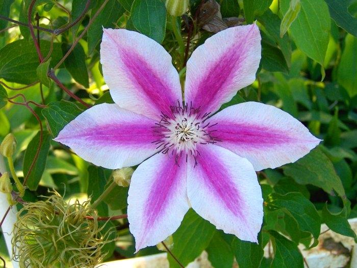 If it's a climber you are after, then look no further. Very few can offer the abundance of stunning flowers and wide range of colours that the clematis species can offer.