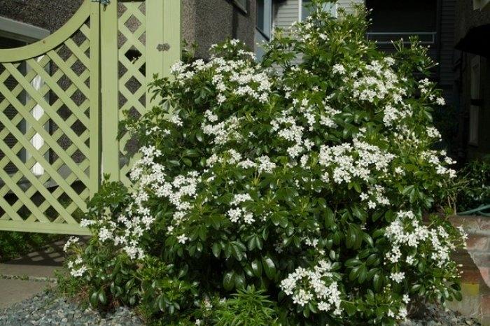 Hebe A popular shrub for use in pots, borders and as a low hedge.