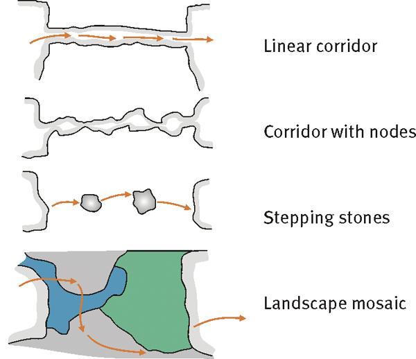 Landscape model: path-corridor-matrix ecological corridors: - theoretical scientific idea, useful for modelling of land fragmentation influence on population survival and influence of patches