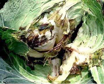 irrigate, harvest when tubers are fully mature, provide adequate air circulation Cabbage avoid