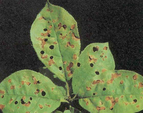 Leaf spots can be observed ALL year around Peaks