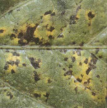 Symptoms Randomly distributed definitive spots on leaves Spots typically have