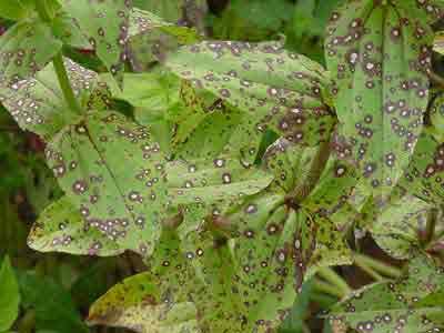 Alternaria Leaf Spot Zinnia Purple spots Dry gray centers Dianthus