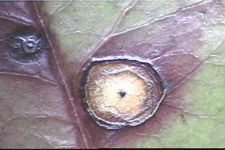 Spots may join causing leaf blight Infected leaves drop