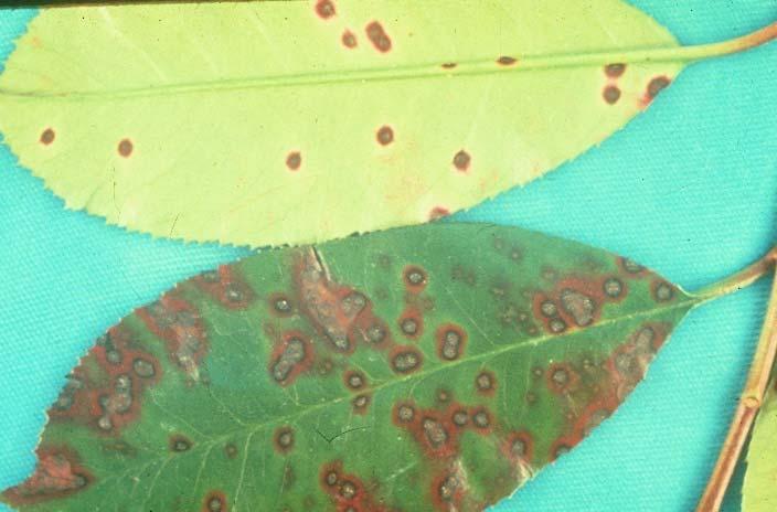 PHOTINIA Small reddish leaf spots As spots age center with a dark purple border Leaf spots may coalesce causing severe leaf blight Severely infected leaves drop prematurely Over