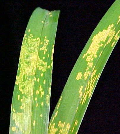 Daylily rust Identified in all states on numerous cultivars Spread mostly through the sale or trading of infected plants Warm weather, extended leaf wetness, stressed plant can promote the disease