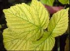 Iron Deficiency -Chlorosis Common in high ph Soils -Apply sulfur to lower soil ph