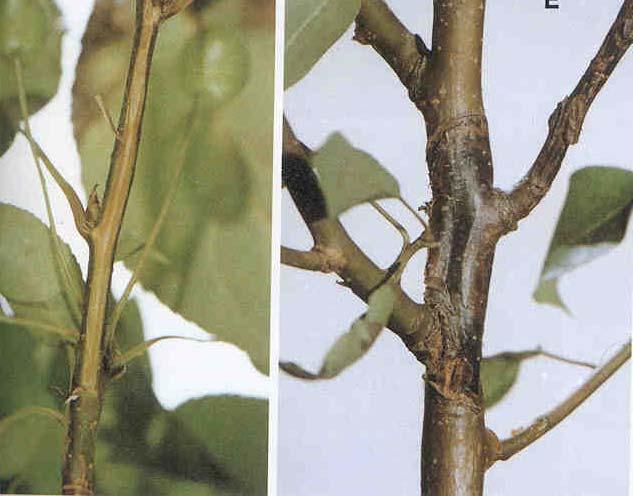 Symptoms Young twigs and branches die from the terminal end and appear burned or deep rust colored Branch may bend resembling a