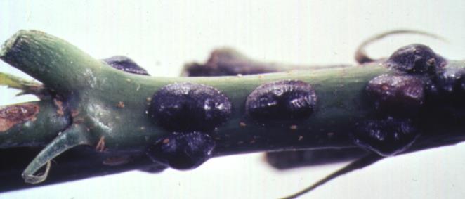 Scale feeding may result in leaf drop, reduced growth, and possible twig dieback. Scales are also found on twigs and stems.