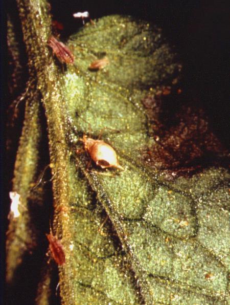 Management recommendations: Round holes in the scale bodies indicate parasitic wasps have emerged and are helping control the pest population.