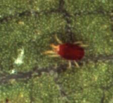 Two-spotted mite Southern red mite exhibit a stippled or bronzed appearance. Common mite pests of azaleas include both southern red mites and twospotted spider mites.
