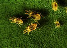 Contributing factors: Southern red mites are most prevalent in cool, moist, conditions, whereas two-spotted spider mites prefer hot, dry weather.