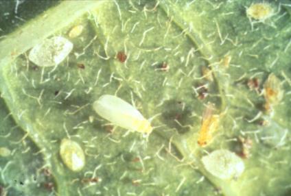 Insecticidal soaps, horticultural oils, or approved miticides may be used to control mites when necessary.