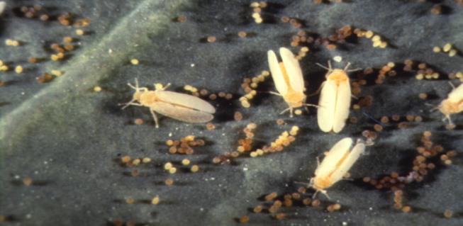whiteflies. Whiteflies resemble tiny white moths, and the adults will fly when the plant is disturbed, then relight on the leaves. Their bodies are covered with a powdery wax.