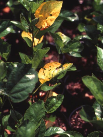 Infected leaves turn bright yellow and drop from the plant.
